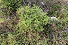 Lippia javanica