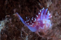 Paraflabellina funeka