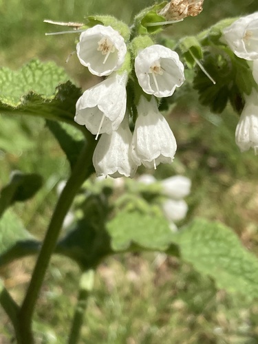 Soft Comfrey