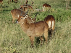 Kobus ellipsiprymnus defassa