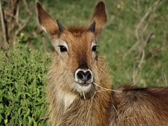 Kobus ellipsiprymnus defassa