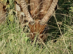 Kobus ellipsiprymnus defassa