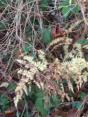Athyrium