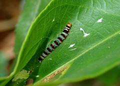 Dichomeris microsphena