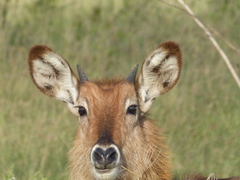Kobus ellipsiprymnus defassa