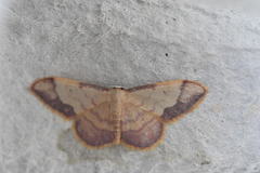 Idaea ostrinaria
