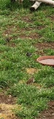 Junco hyemalis image