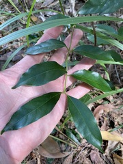 Gynochthodes umbellata