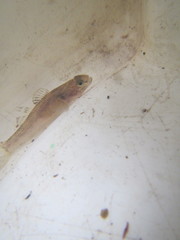 Gobiomorphus cotidianus