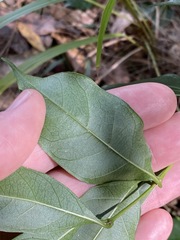 Gynochthodes umbellata