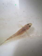 Gobiomorphus cotidianus