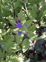 Pentaglottis sempervirens