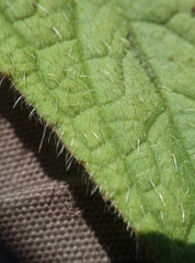 Pentaglottis sempervirens