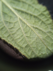 Pentaglottis sempervirens