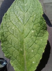 Pentaglottis sempervirens