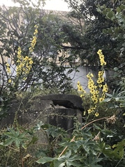 Verbascum galilaeum