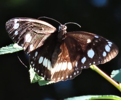 Euploea core