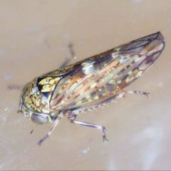 Acericerus vittifrons