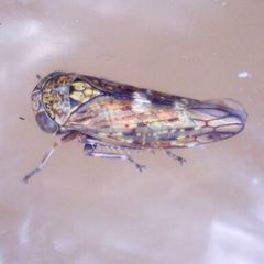 Acericerus vittifrons