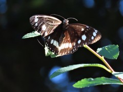 Euploea core