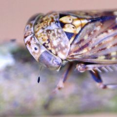 Acericerus vittifrons