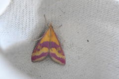 Pyrausta sanguinalis