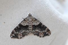 Oulobophora externaria