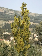 Verbascum galilaeum