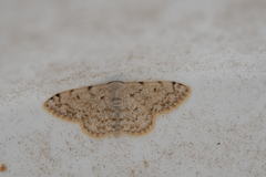 Idaea camparia