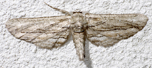 Holochroa dissociarius (Hulst, 1887)