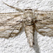 Holochroa dissociarius - Photo (c) David G. Barker, some rights reserved (CC BY-NC), uploaded by David G. Barker