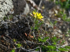 Alyssum umbellatum