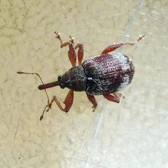 Anthonomus pedicularius