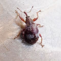 Anthonomus pedicularius