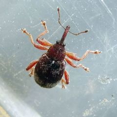 Anthonomus pedicularius