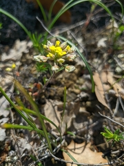 Alyssum umbellatum