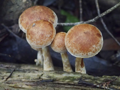 Gymnopilus allantopus