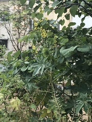Verbascum galilaeum