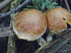 Gymnopilus allantopus