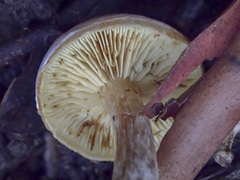 Gymnopilus allantopus