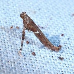 Caloptilia semifascia