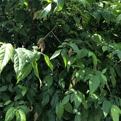 Chimonanthus praecox