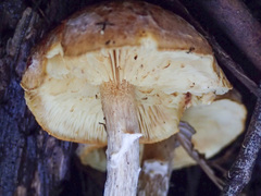 Gymnopilus allantopus