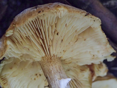 Gymnopilus allantopus