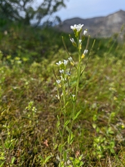 Arabis recta