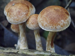 Gymnopilus allantopus