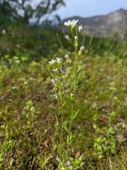 Arabis recta