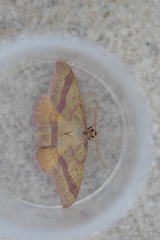 Rhodostrophia tabidaria