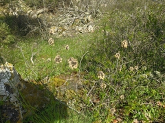 Alopecurus vaginatus