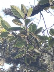 Ficus velutina